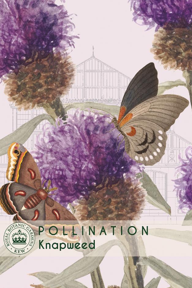 Thompson & Morgan Kew Pollinators Flower Knapweed - 300 Seeds