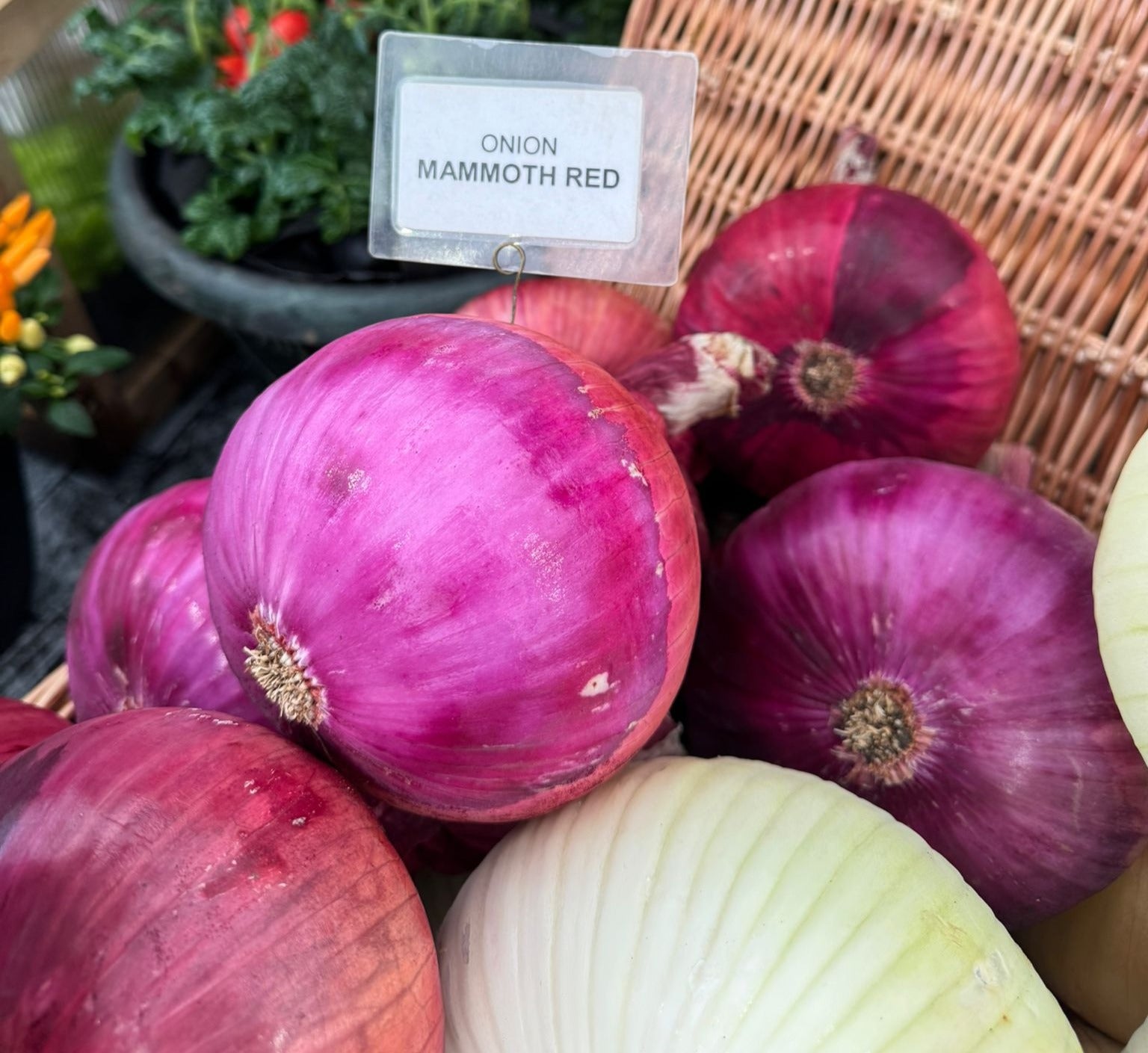 robinsons seeds and plants Exhibition Vegetable Robinsons Mammoth Red Onion 100 Seeds – JustSeed