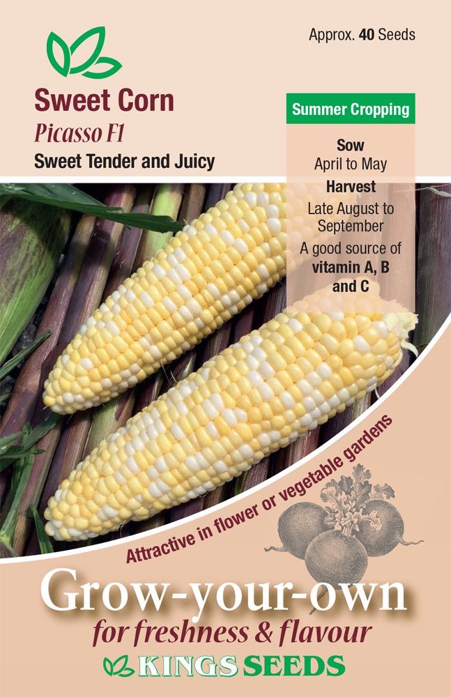 Kings Seeds Sweet Corn Picasso F1 Seeds