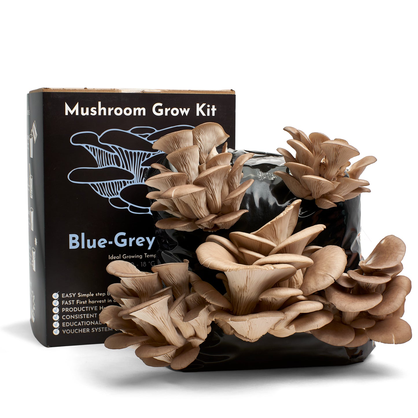 Mushroom Growing Kit - Blue Grey Oyster - Gift Option
