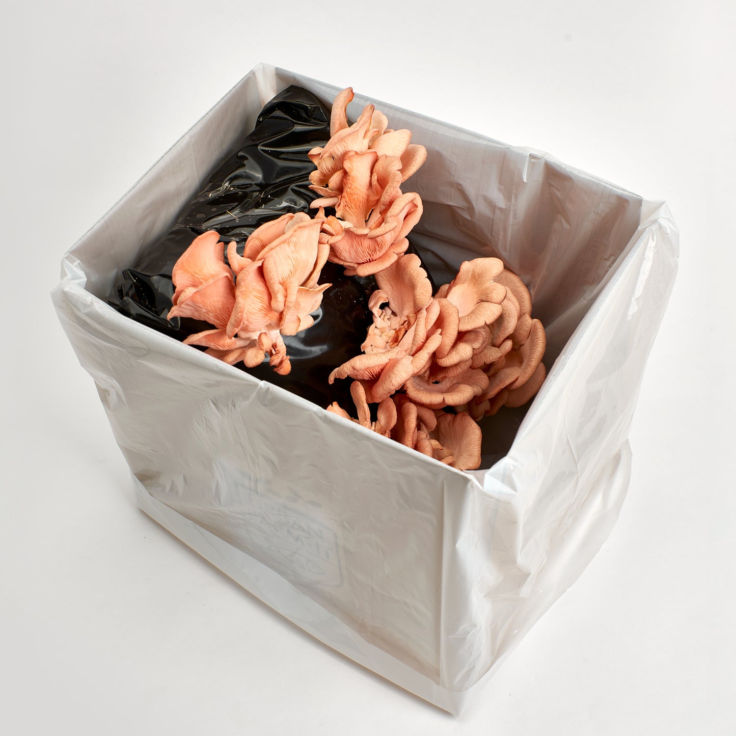 Mushroom Growing Kit Pink Oyster Gift Option