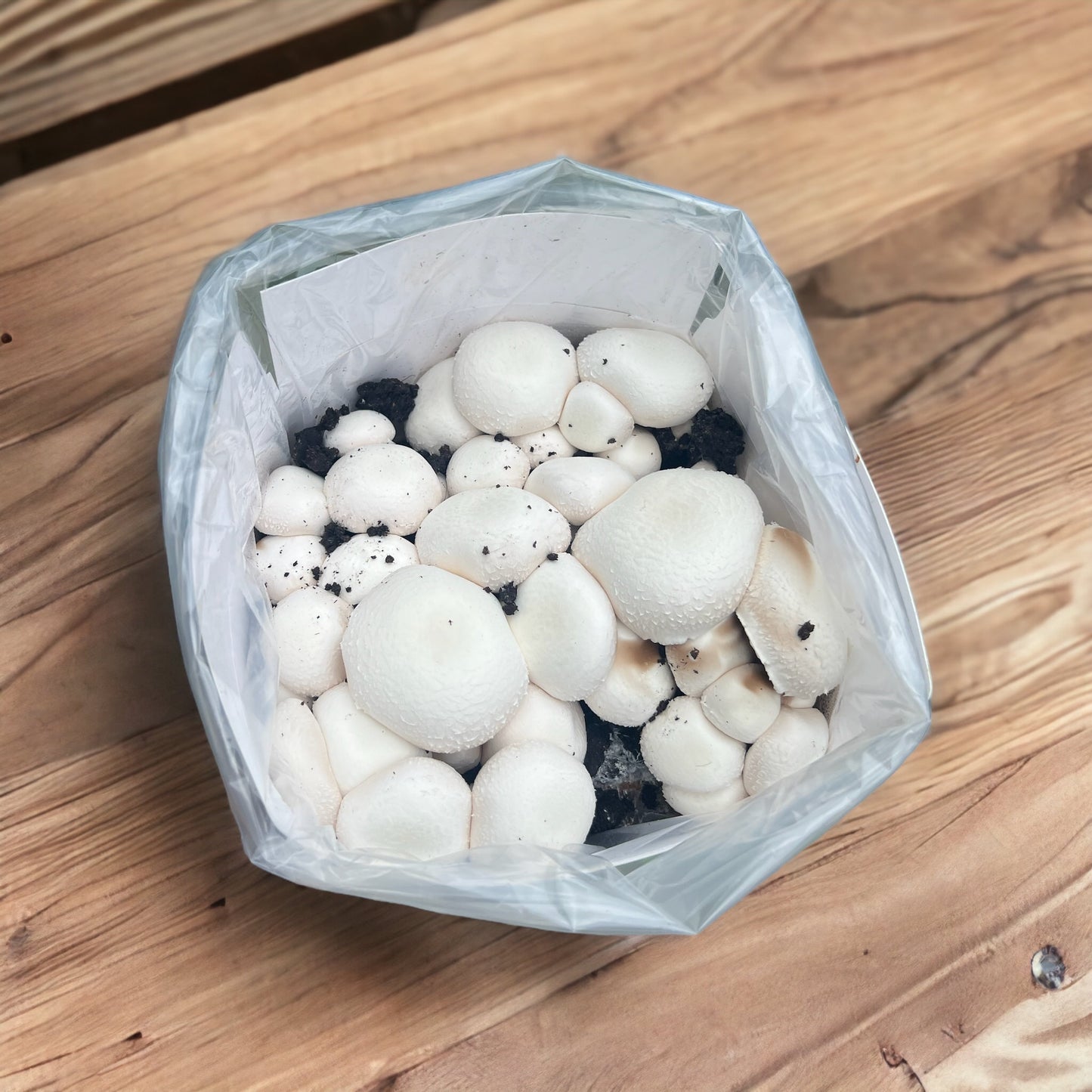 White Mushroom Growing Kit by Merryhill