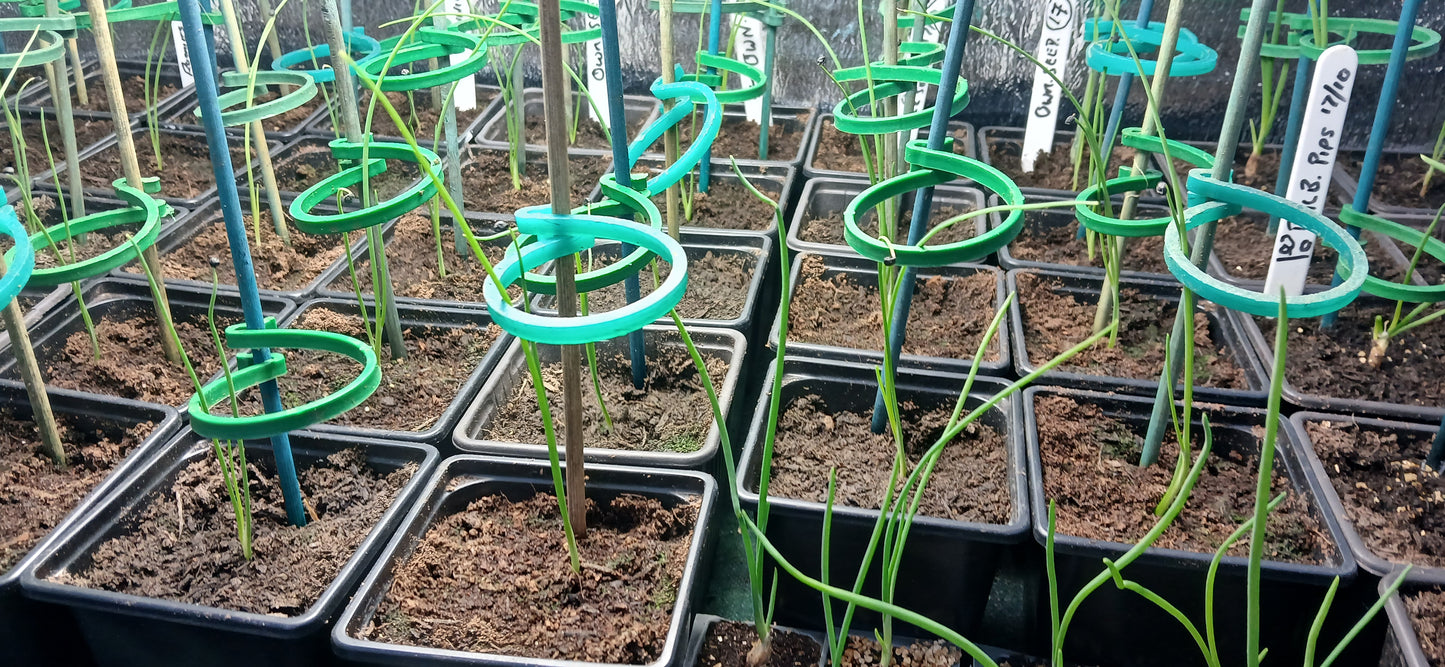 Robinsons Mammoth Onion Improved Seeds – Exhibition Giant Variety - 100 Seeds