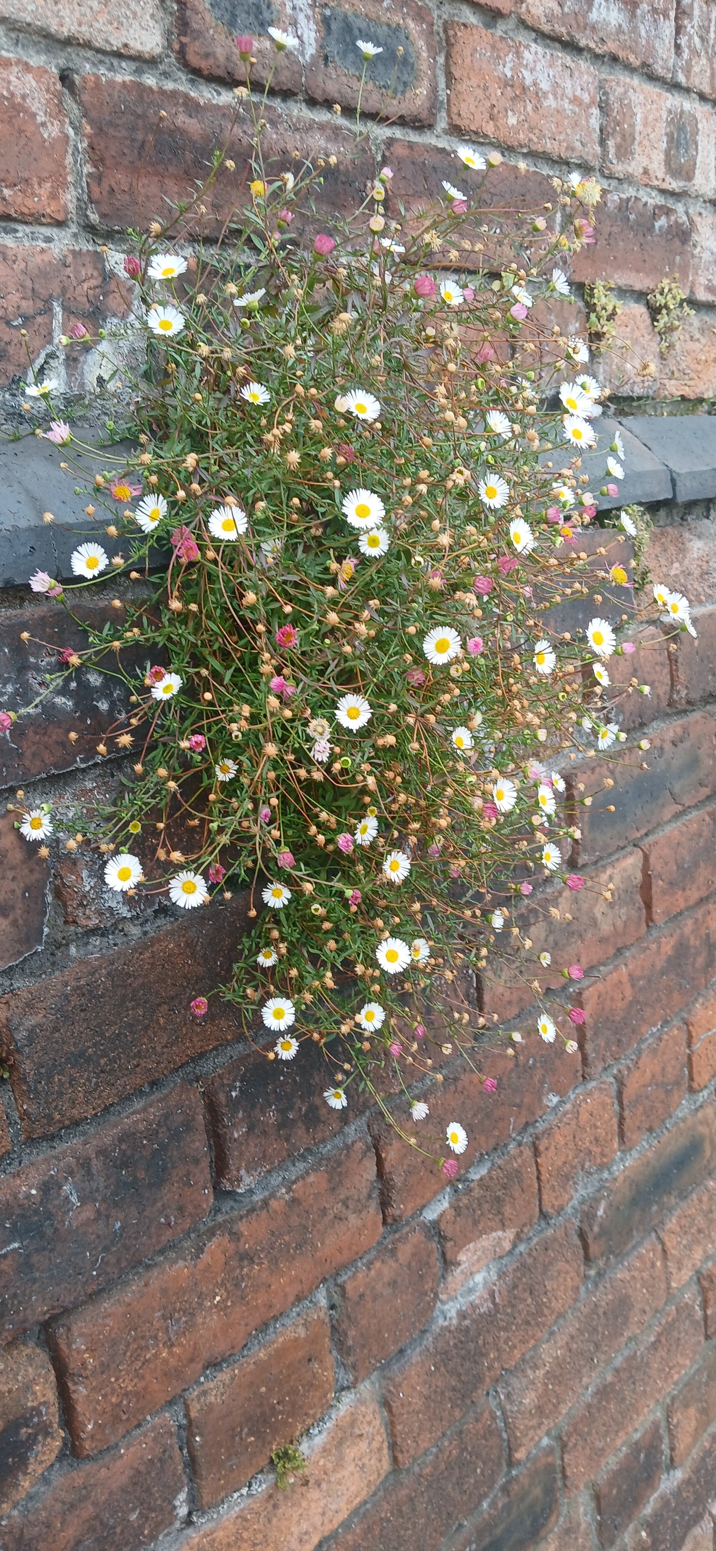 Erigeron Karvinskianus Profusion Seeds