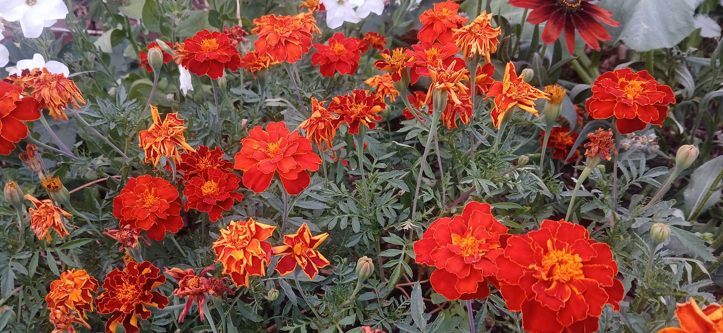 French Marigold Strawberry Blonde Seeds