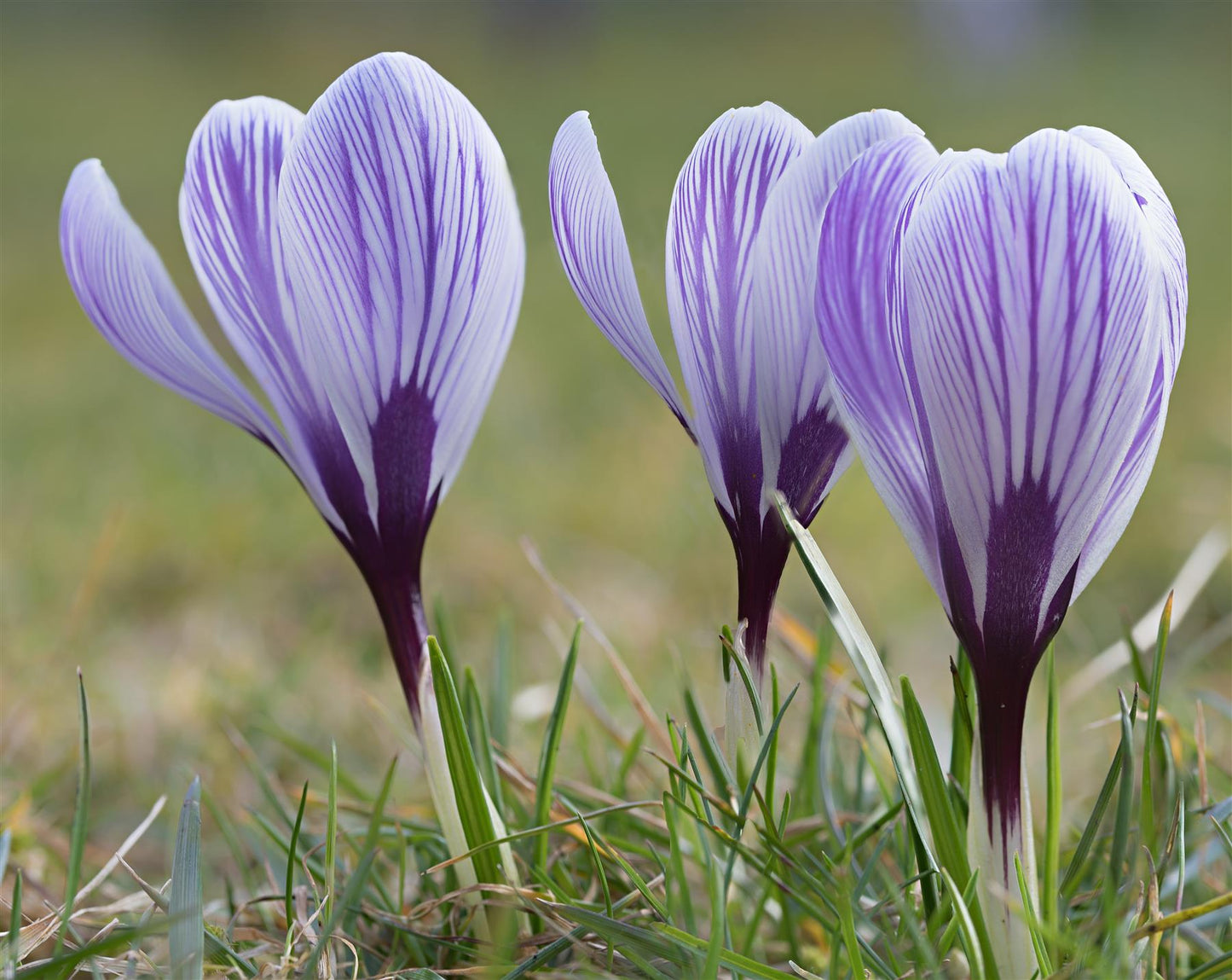Crocus Bulbs - Large Spring Flowering Bulbs - Striped