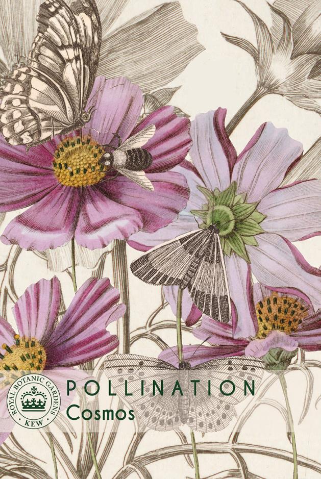 Thompson & Morgan Kew Pollinators Flower Cosmos - 200 Seeds