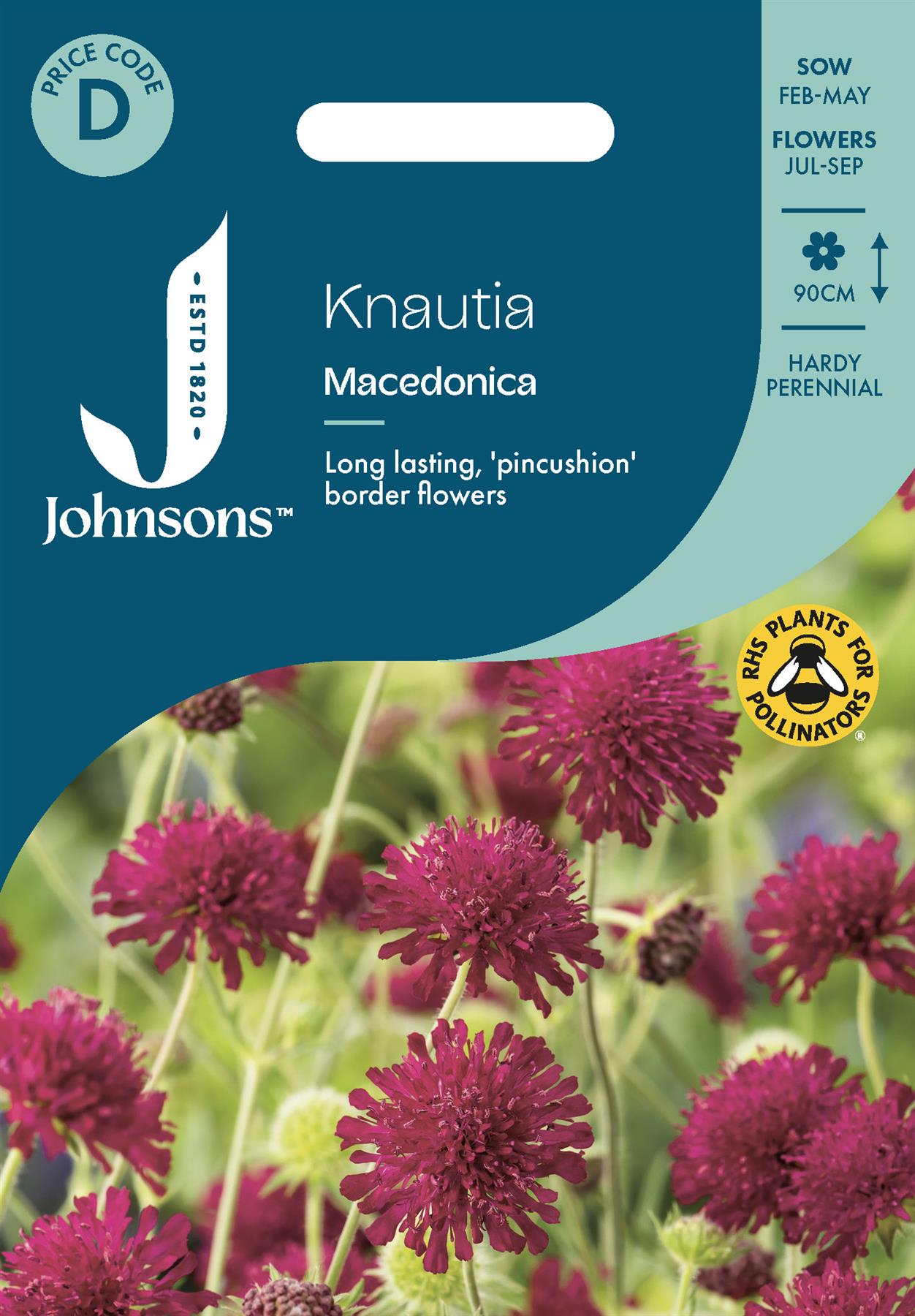 Johnsons - Knautia Macedonica - 50 Seeds