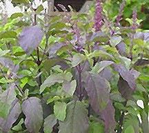 Herb Basil Holy Red Ocimum basilicum 400 Seeds