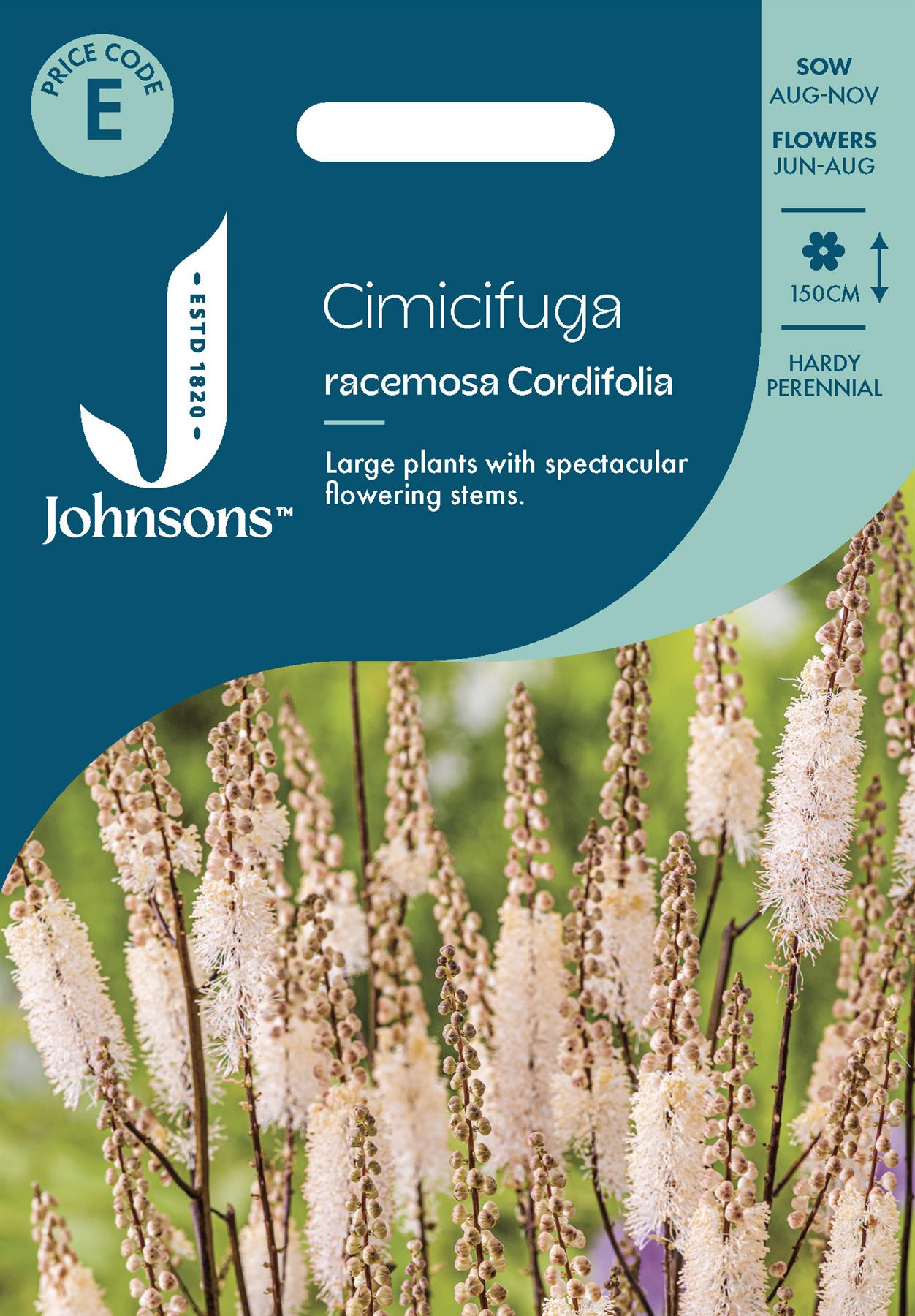 Johnsons - Cimicifuga Racemosa Cordifolia - 50 Seeds