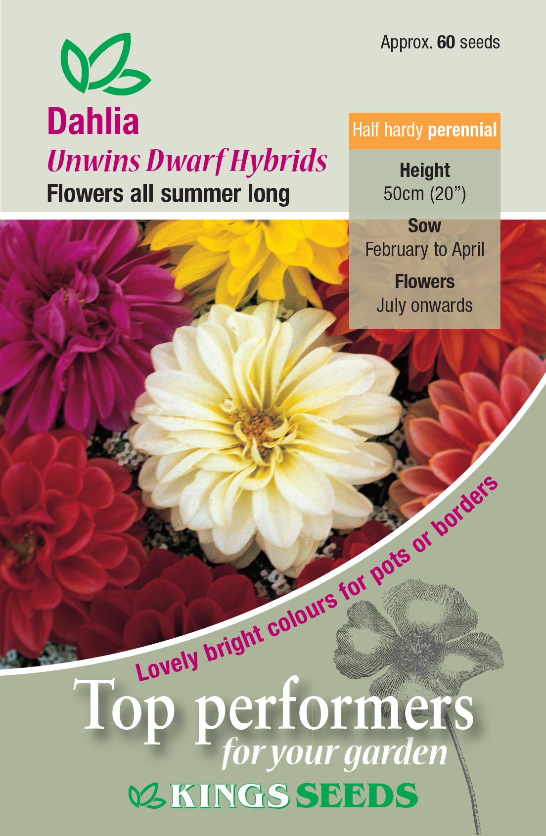 Kings Seeds Dahlia Unwins Dwarf Hybrids