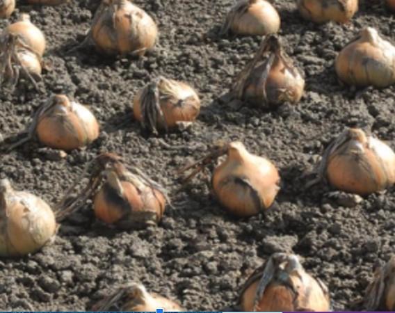 Onion Exhibition Seed – JustSeed