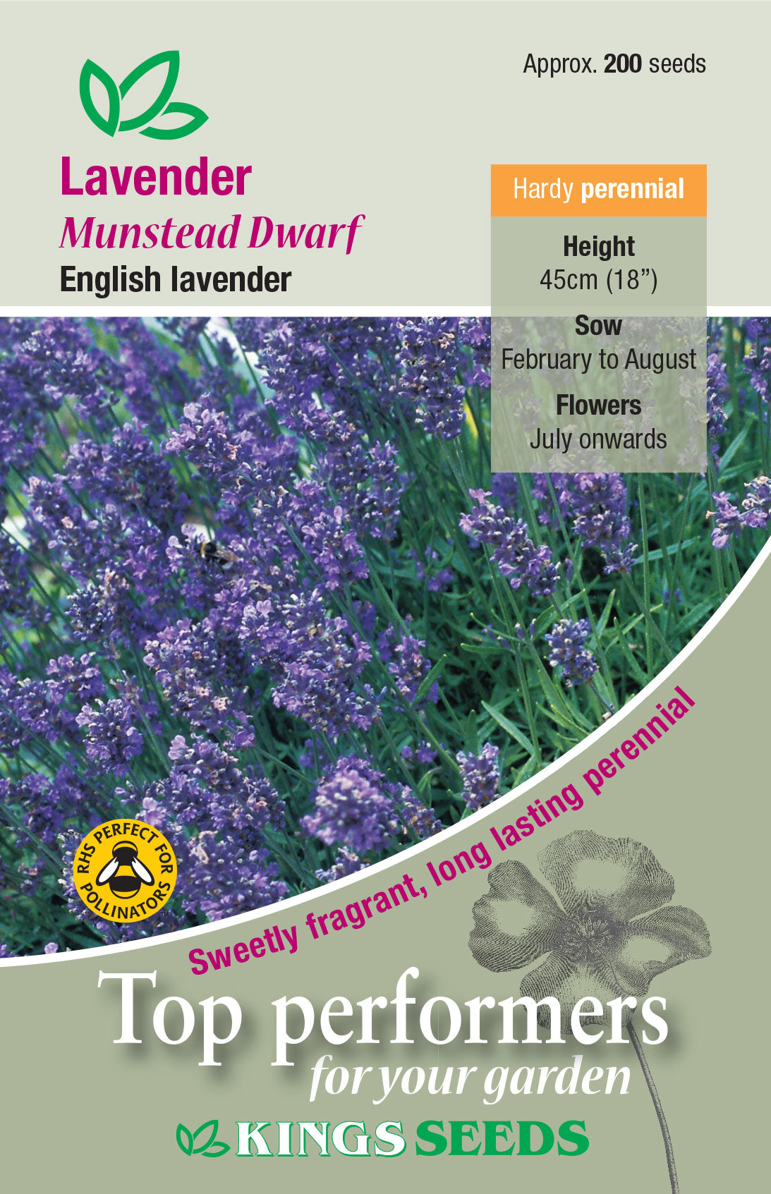 Kings Seeds Lavender Munstead Dwarf Seed