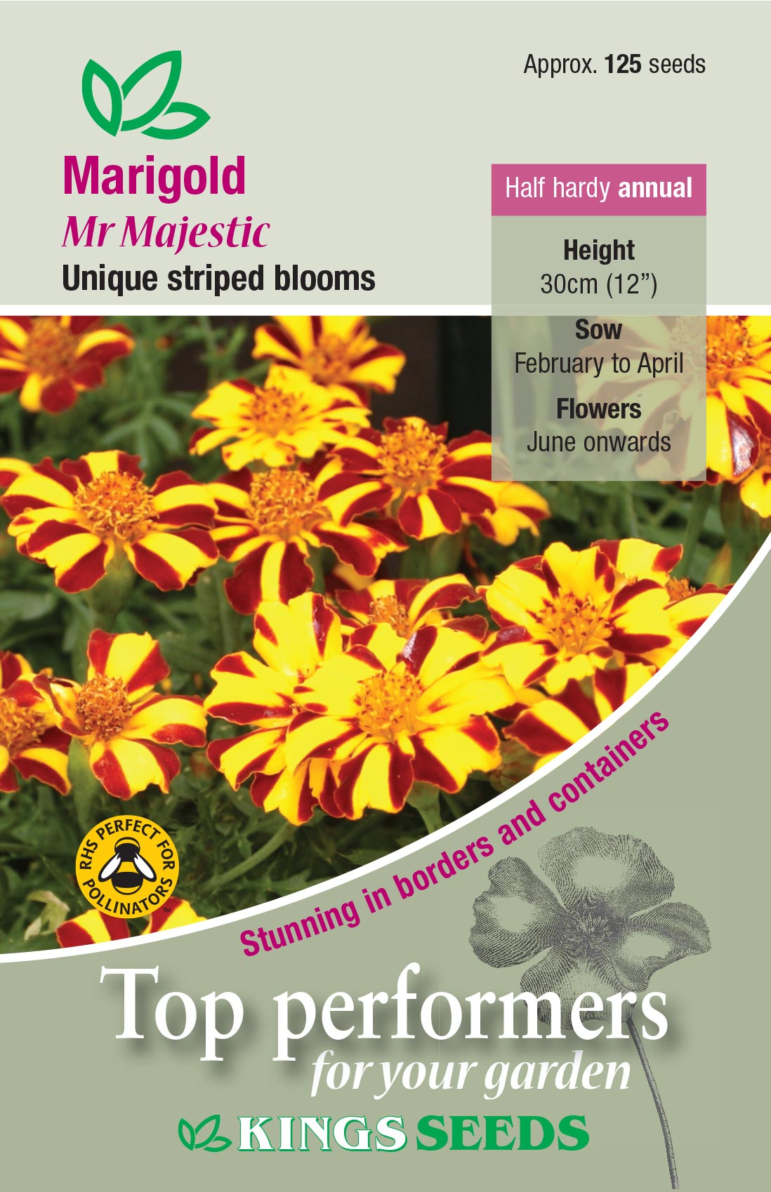 Kings Seeds Marigold Mr Majestic 125 Seeds