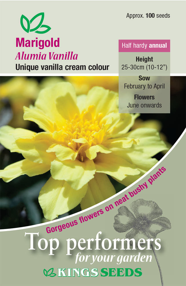 Kings Seeds Marigold French Alumia Vanilla 100 Seed
