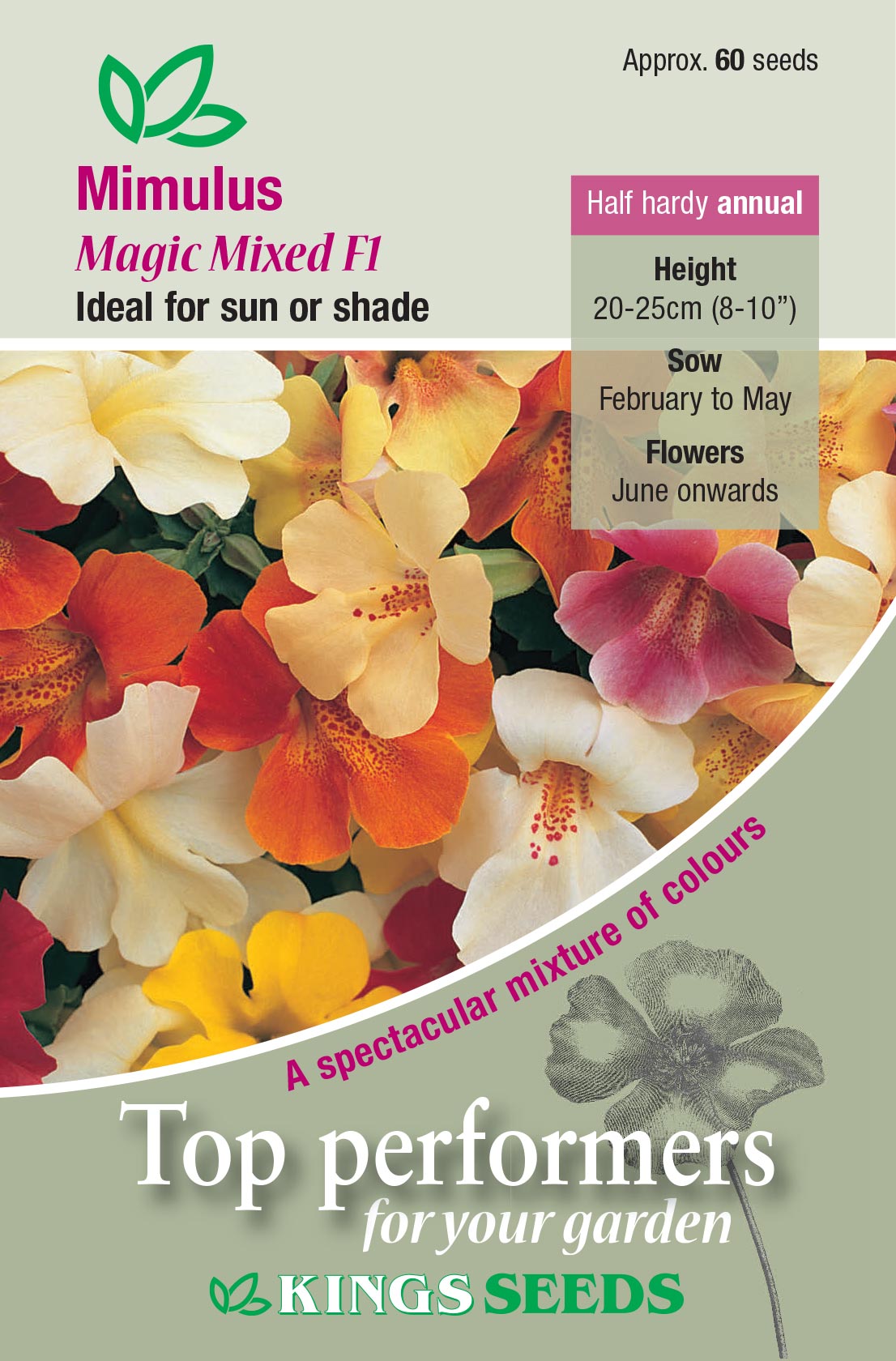 Kings Seeds Mimulus Magic Mixed F1 - 60 Seed