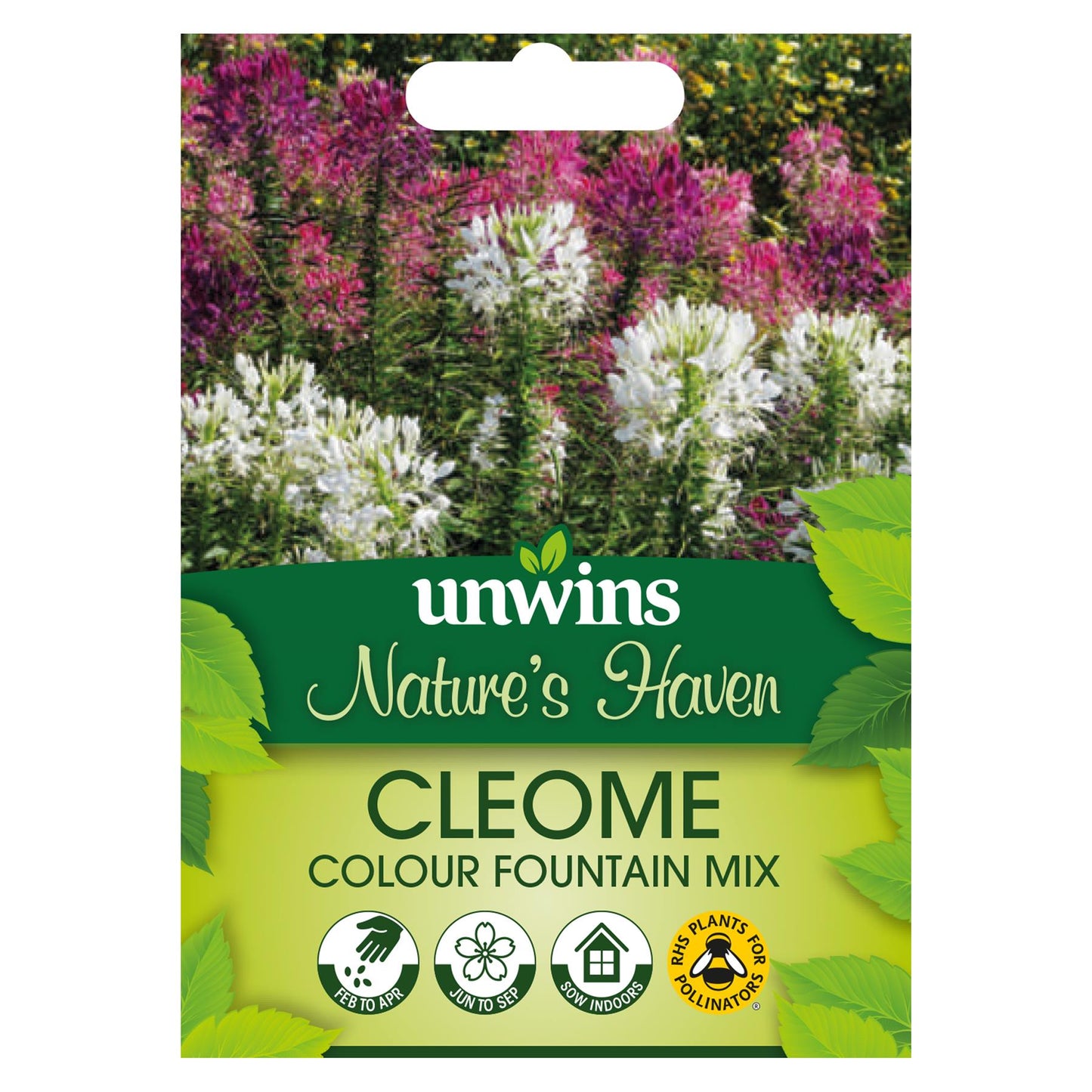 Unwins Flower Cleome Colour Fountain Mix - 250 Seeds