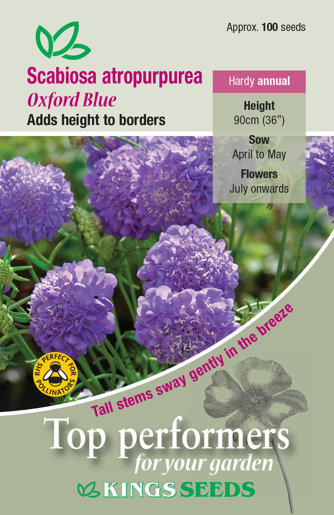 Kings Seeds Scabiosa atropurpurea Oxford Blue 100 Seed