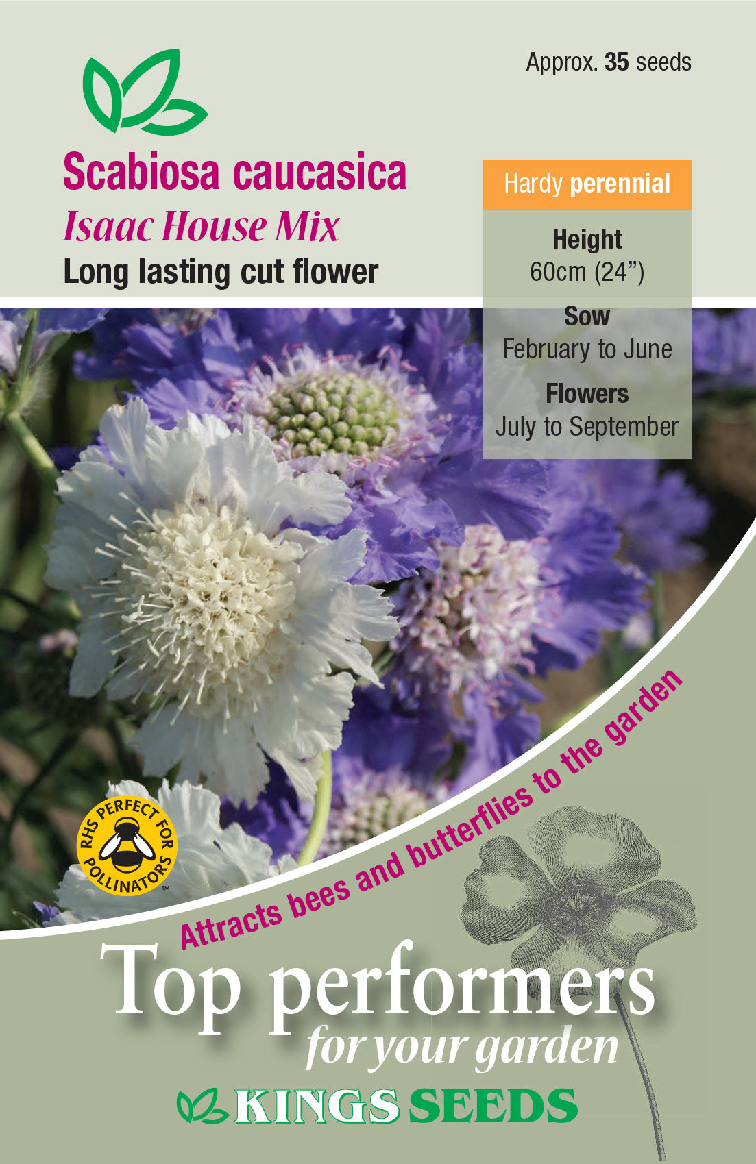 Kings Seeds Scabious caucasica Issac House Mix 35 Seed