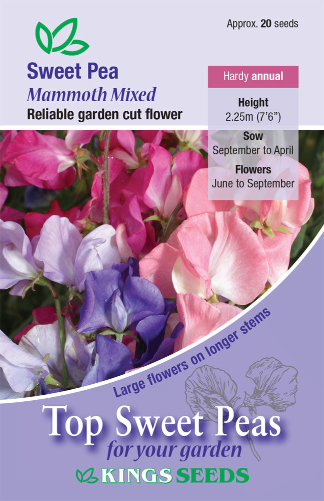 Kings Seeds Sweet Pea Mammoth 35 Seed
