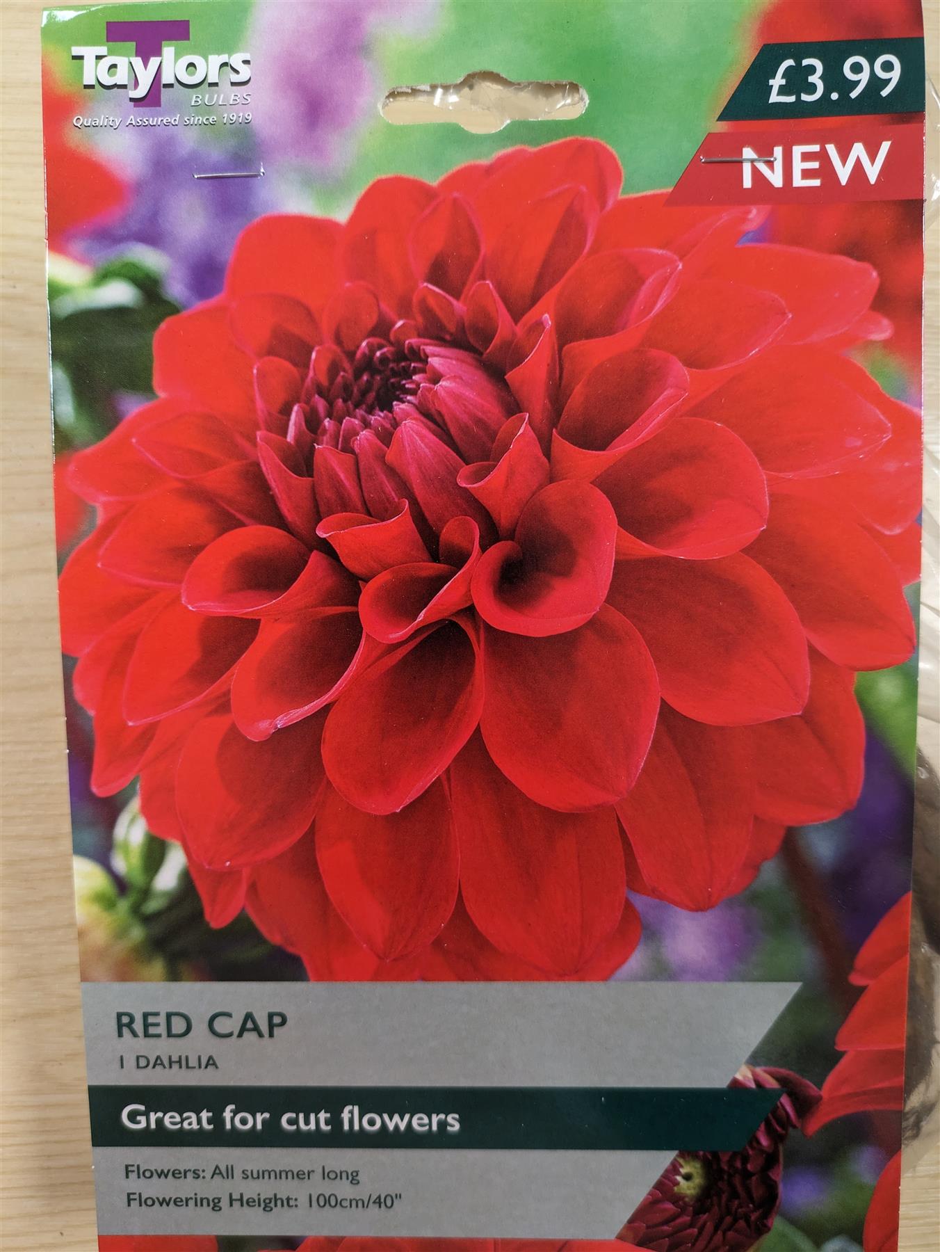 Taylors Flower Dahlia Red Cap 1 Tuber