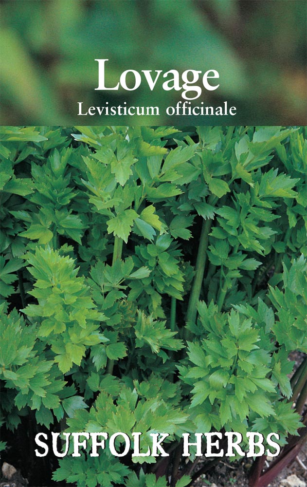 Suffolk Herbs Lovage 120 Seeds