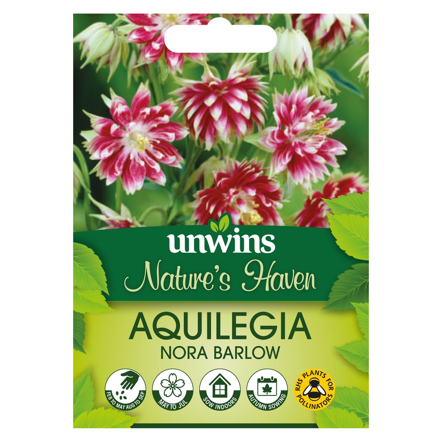 Unwins Hardy perennial Aquilegia Nora Barlow - 50 Seeds