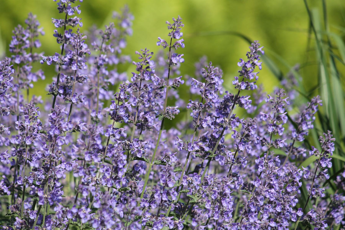Mauve Catmint - Nepeta faassenii Blue Seeds