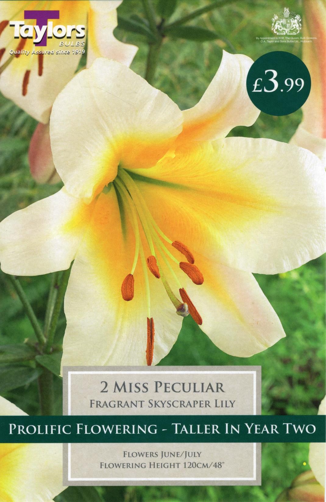 Taylors Flower - Lily - Miss Peculiar - Skyscraper Lilies