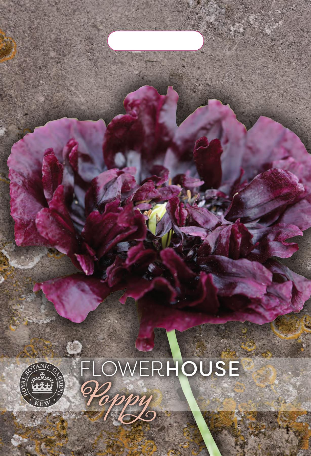 Thompson & Morgan Kew Flower Poppy Papaver Paeony Double Black - 600 Seeds