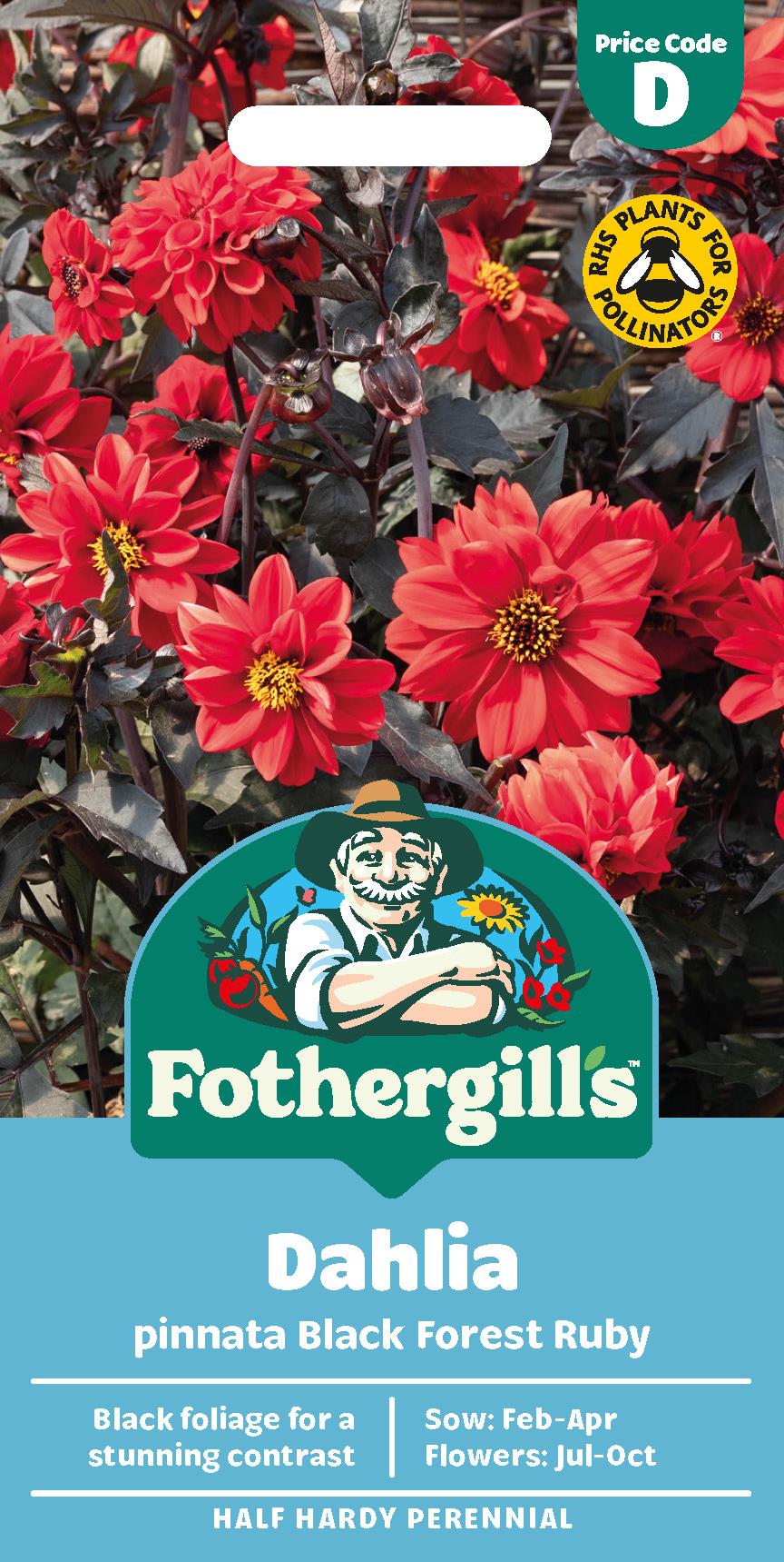 Fothergills Dahlia Pinnata Black Forest Ruby Seeds