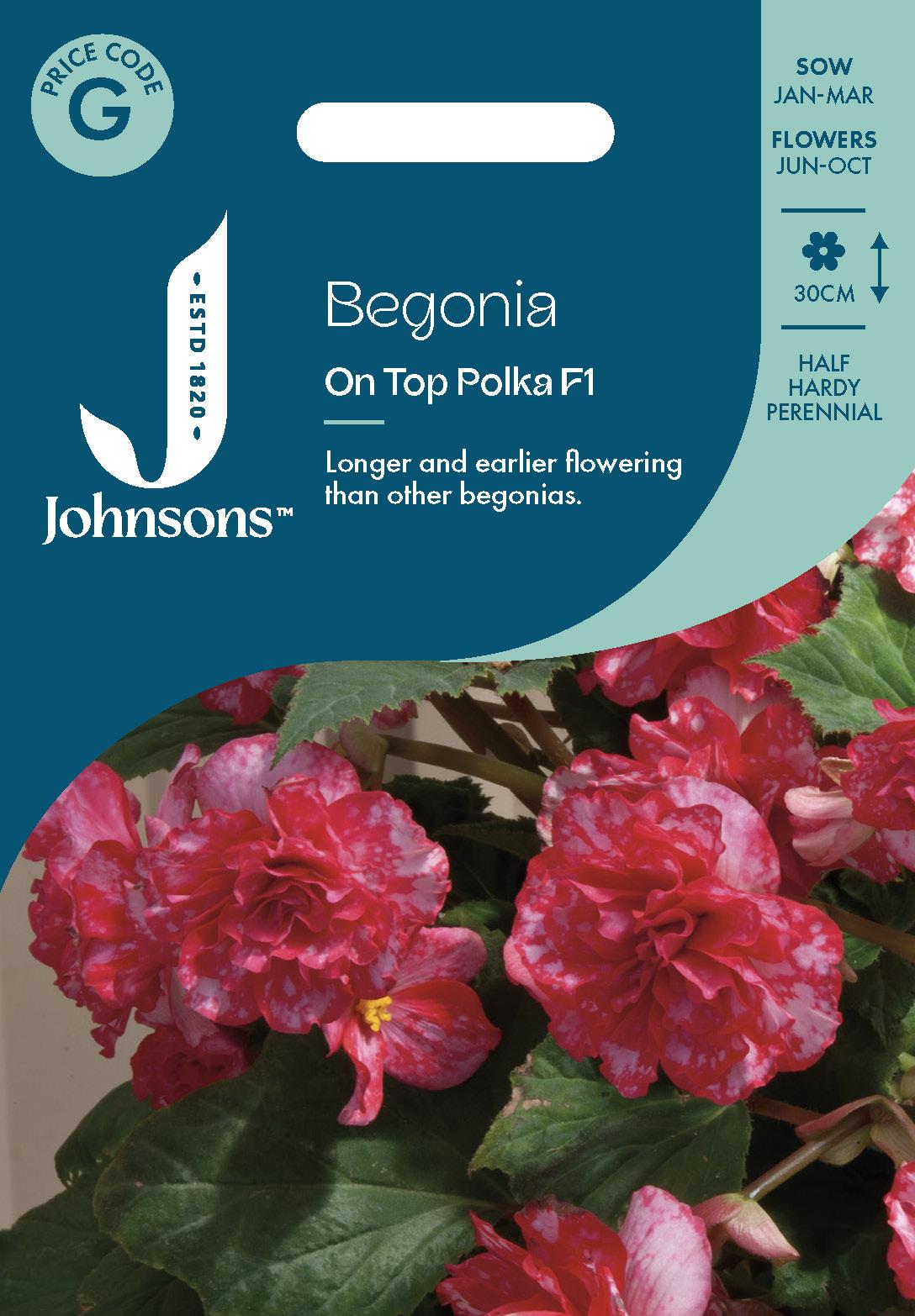 Johnsons - Begonia on Top Polka Dot F1 - 20 Seeds