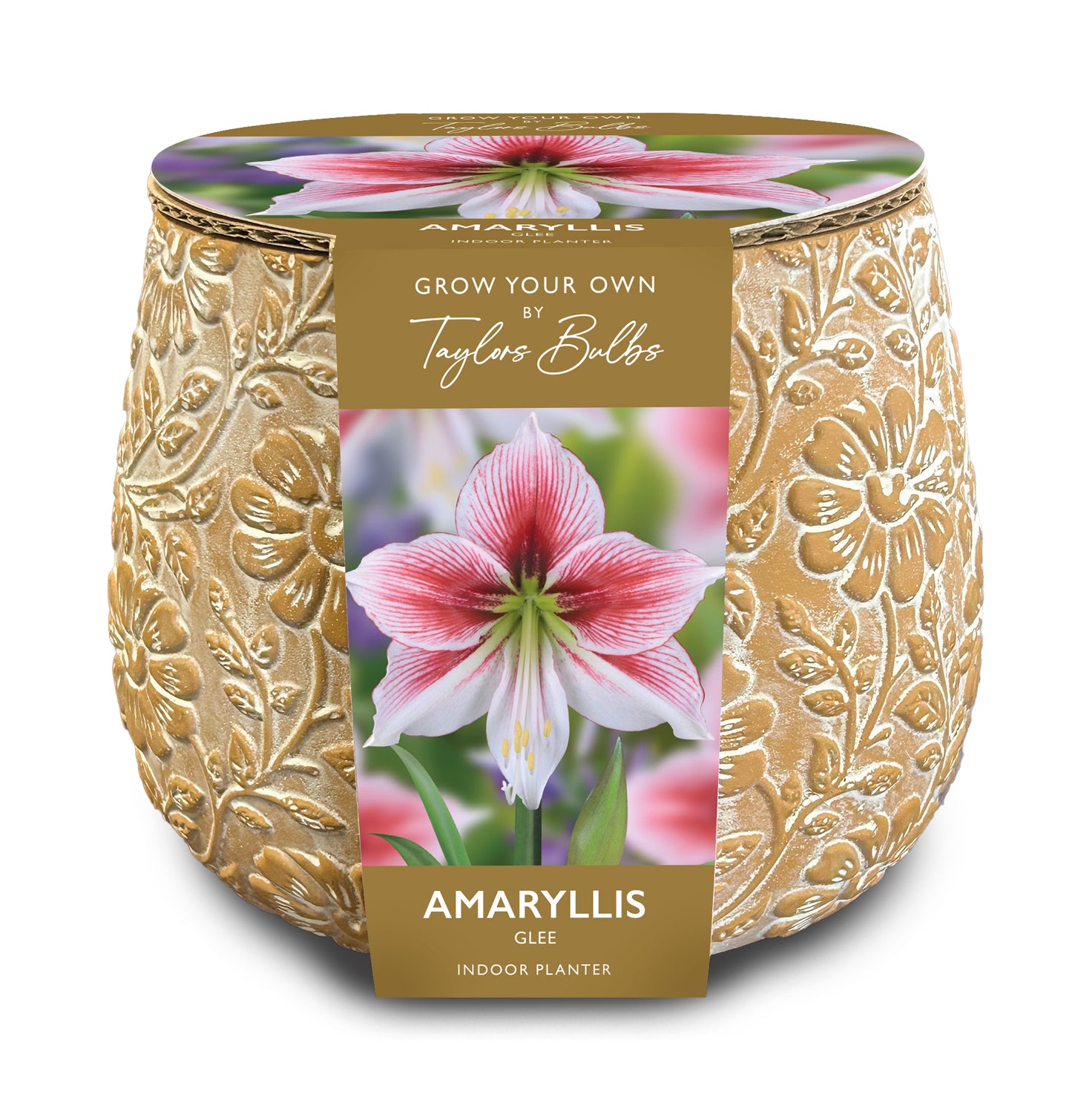 Amaryllis Bulb Glee Embossed Terracotta Planter