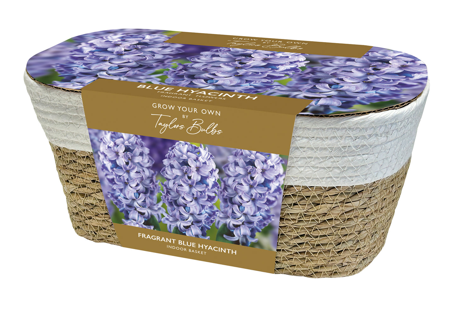 Large Wicker Basket 4 Blue Hyacinth Bulbs