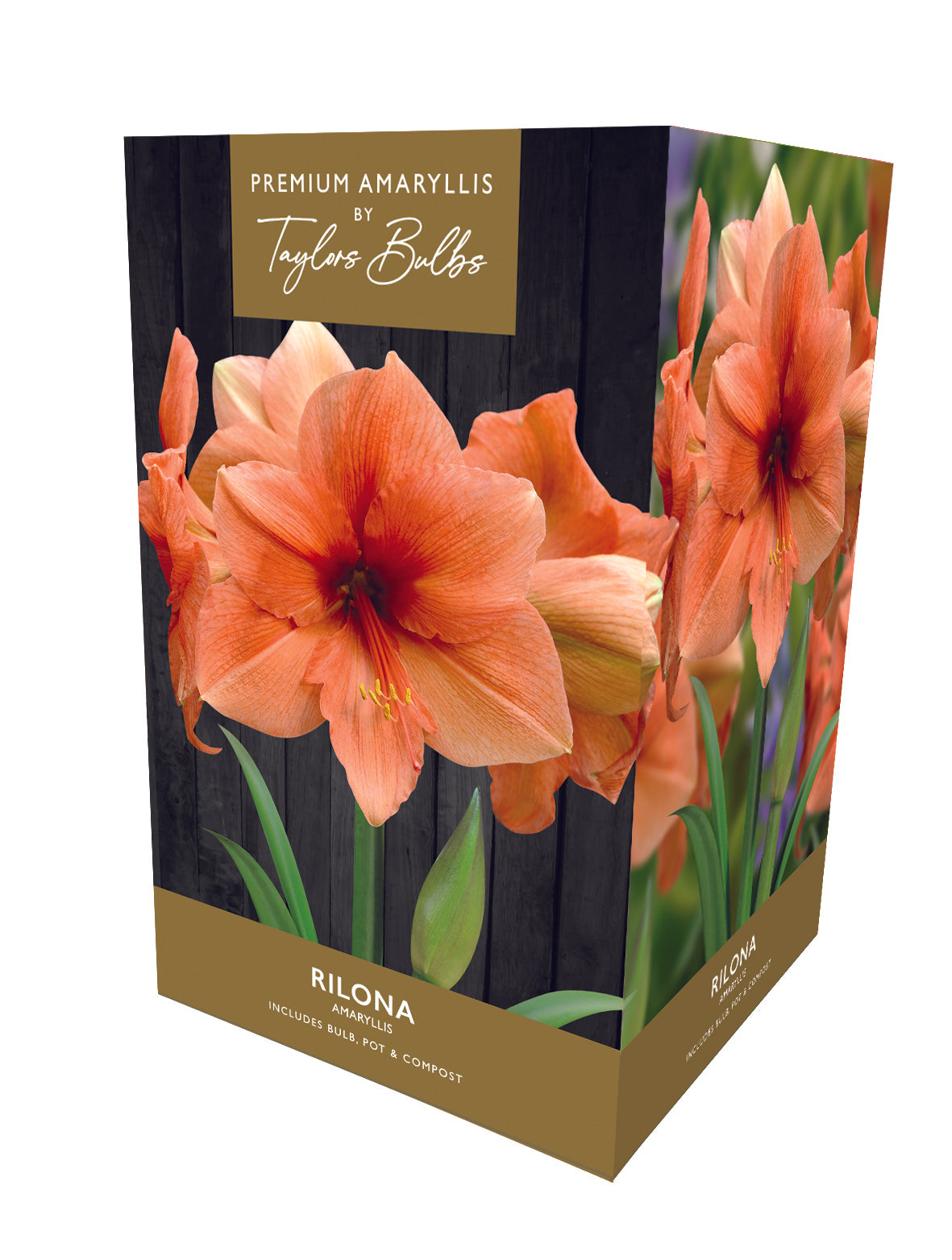 Taylors Amaryllis Bulb Gift Pack Rilona - Salmon Pink