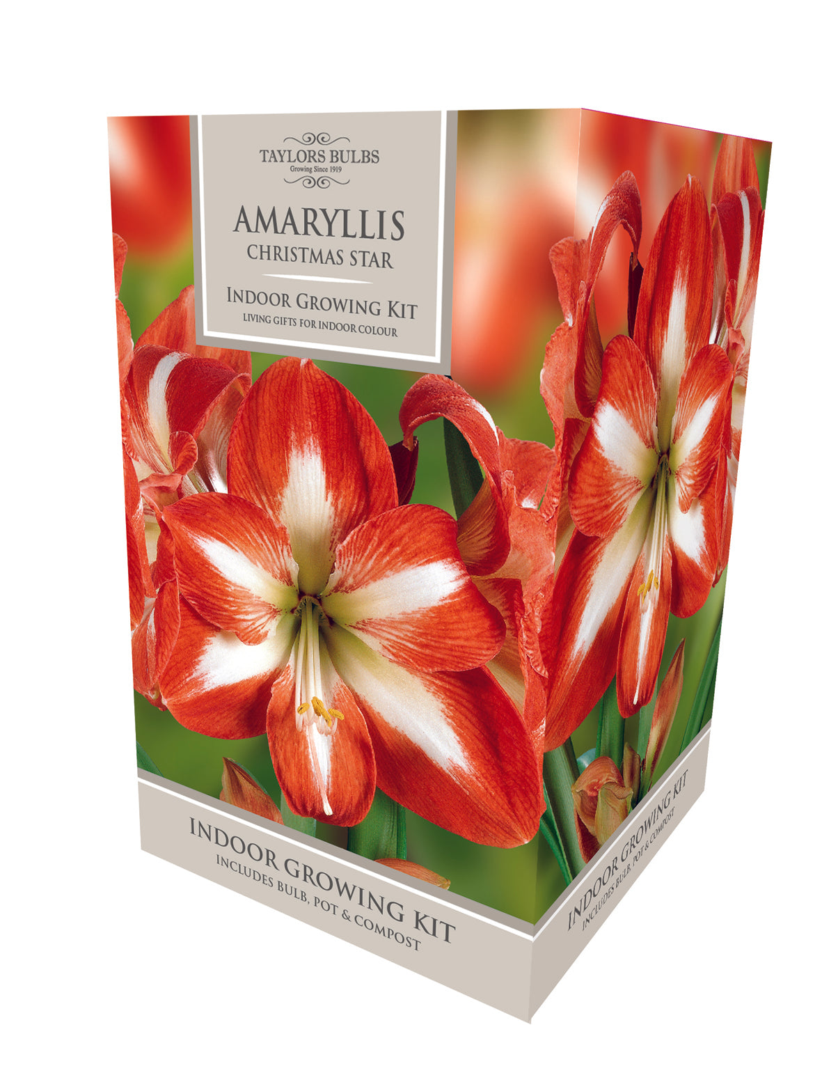 Taylors - Amaryllis Bulb Gift Pack - Christmas Star