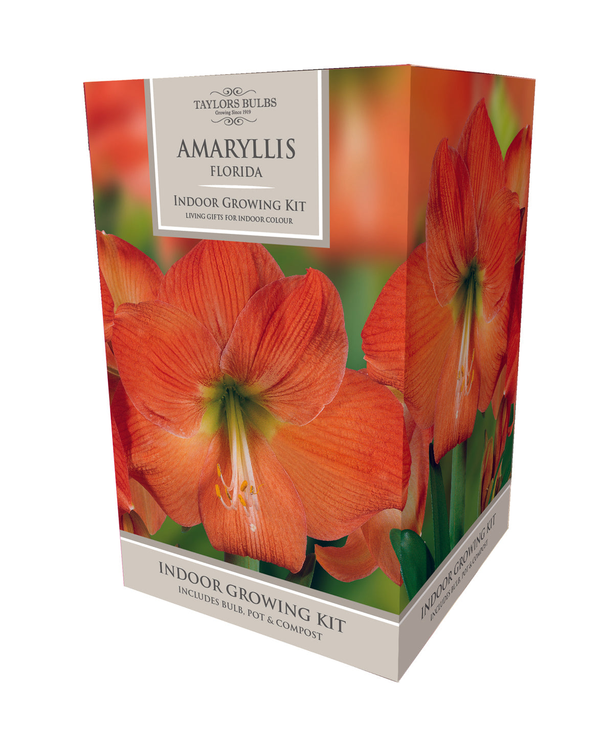 Taylors Amaryllis Bulb Gift Pack Florida - Orange Flower