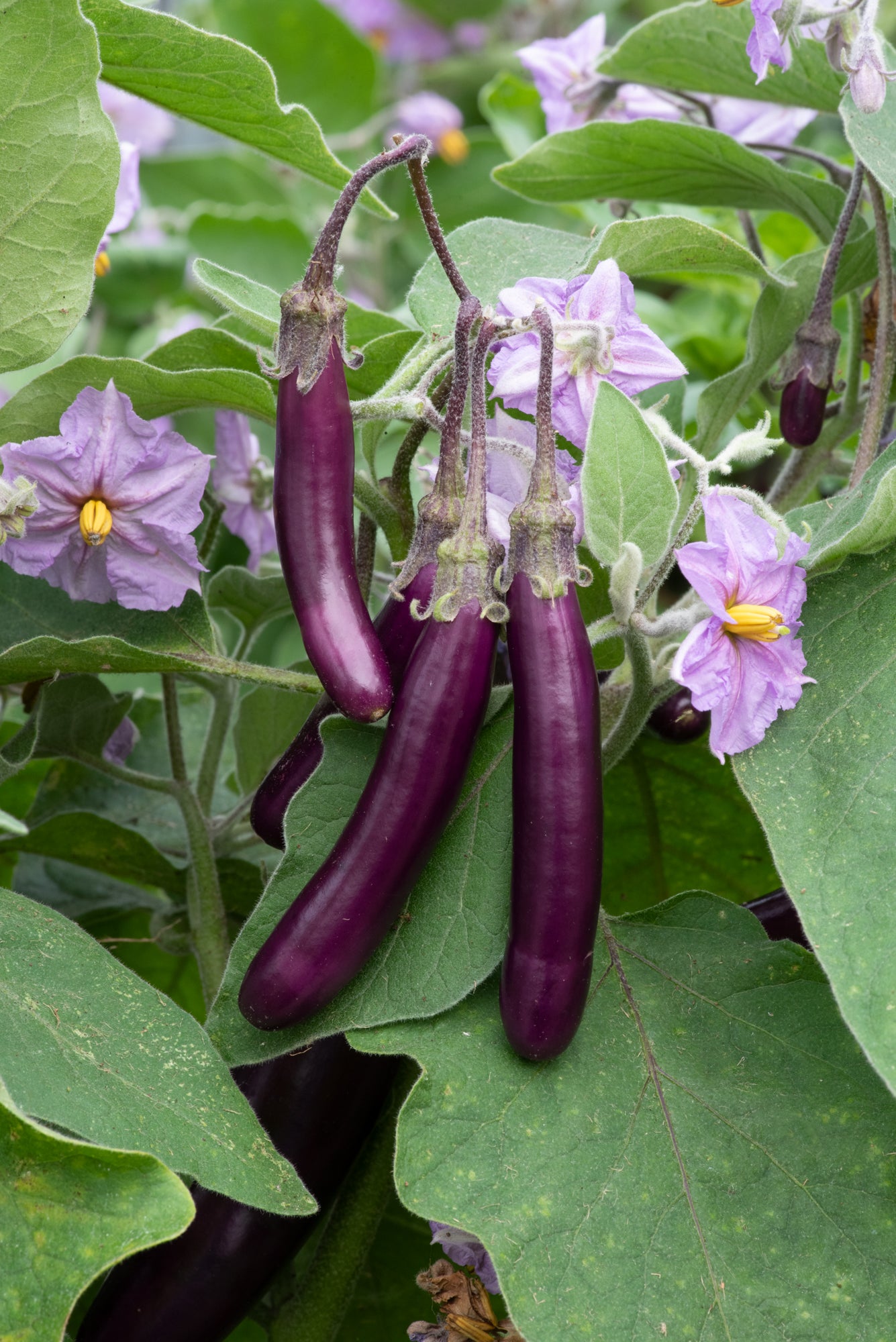 Aubergine Dwarf Wand Amethyst Seeds | Compact, High Yielding Variety