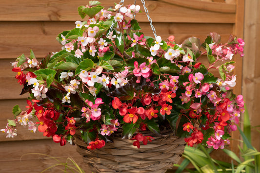 Begonia Hula Mix Seeds