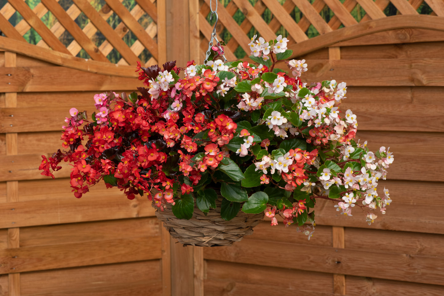 Begonia Hula Mix Seeds