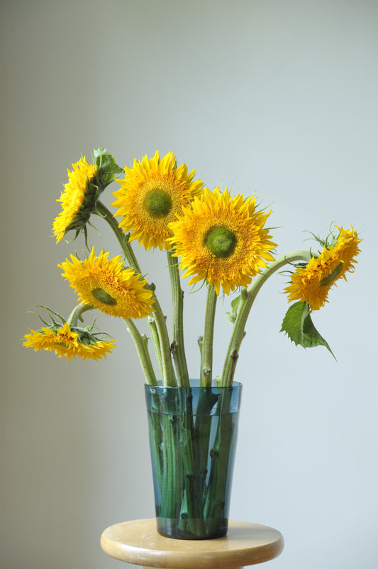 Sunflower Superted F1 Seeds – Pollen-Free Double Cut Flower