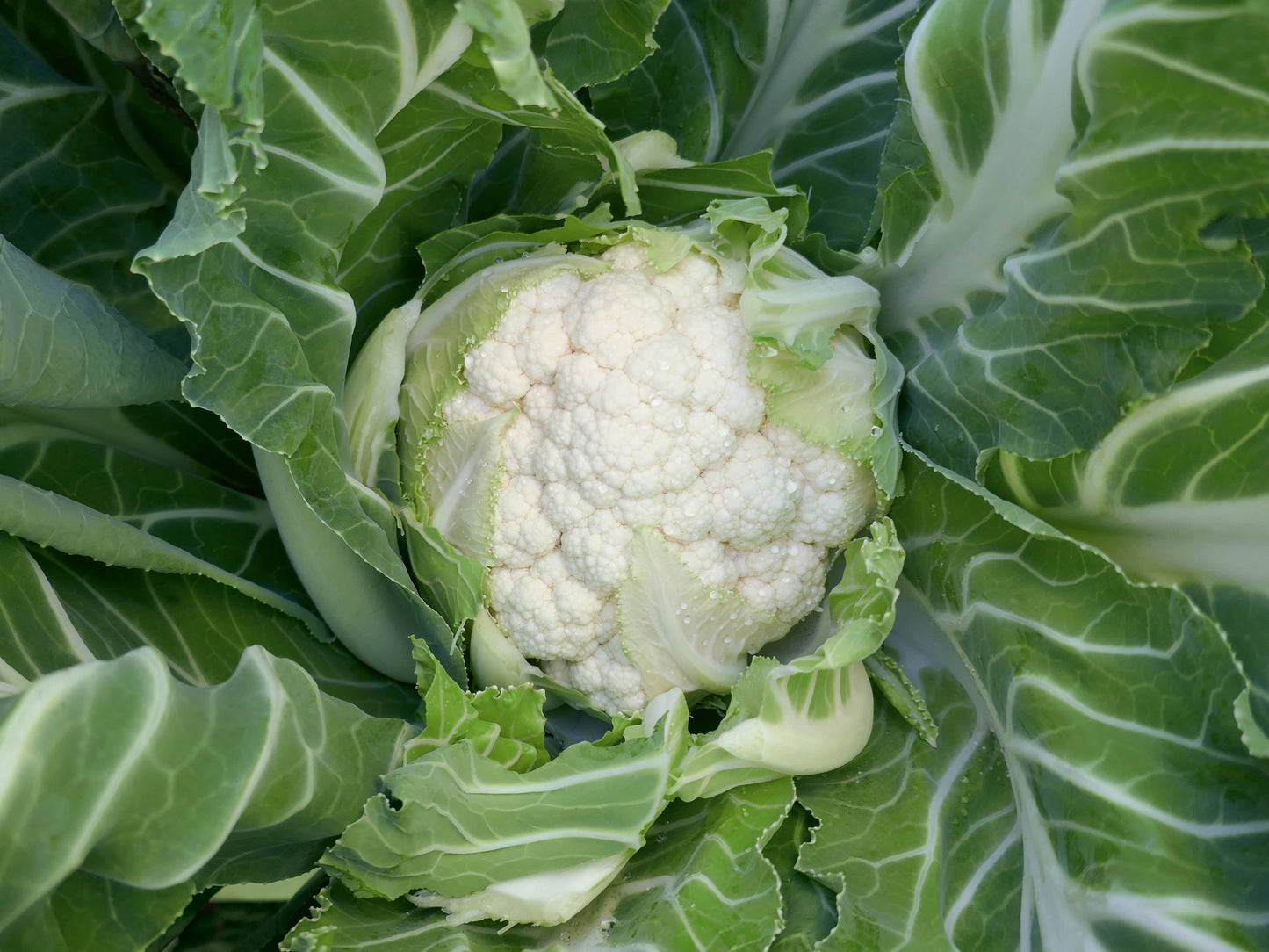 Cauliflower Newlyn Seeds