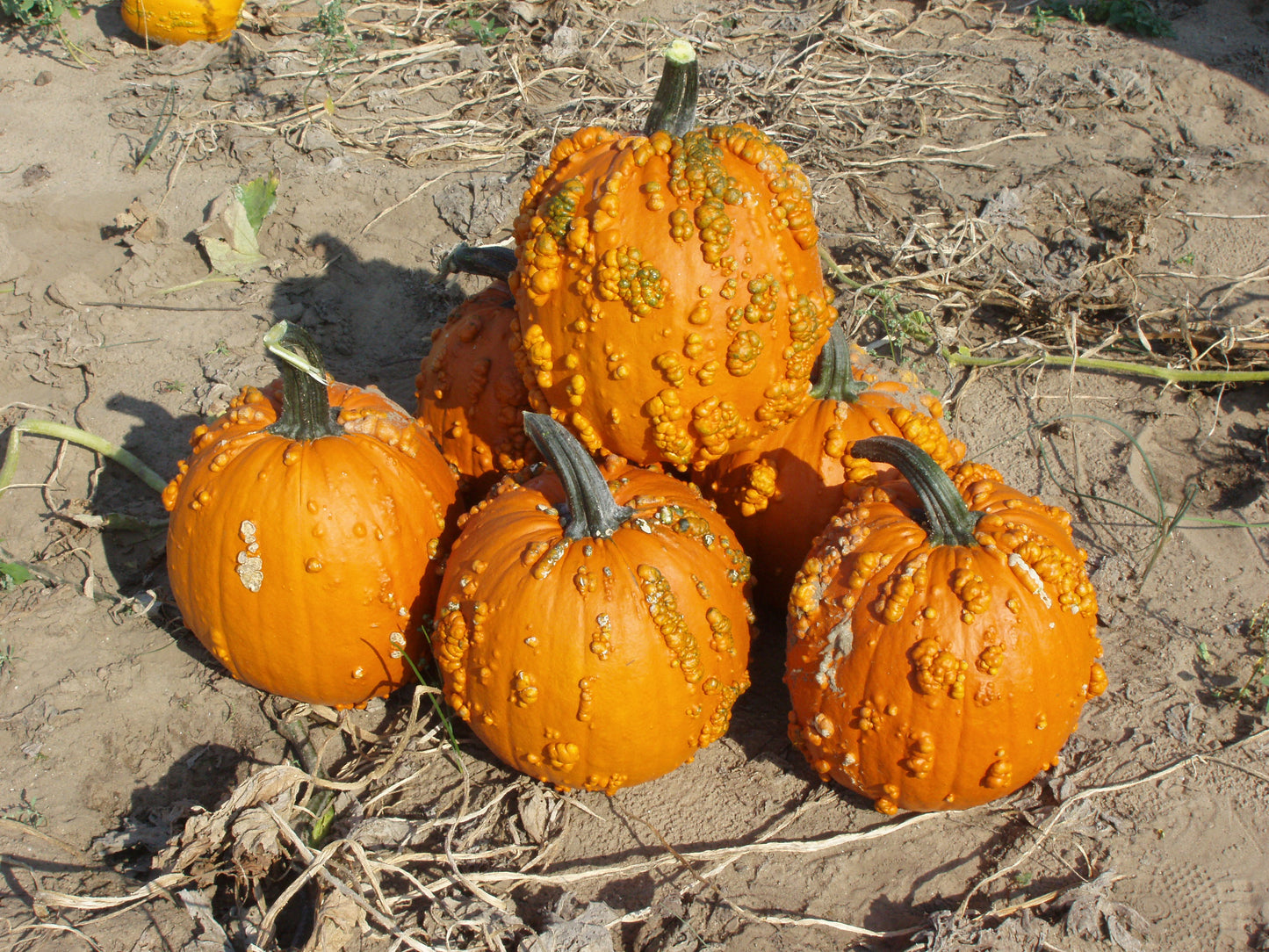 Squash Goosebumps Seeds