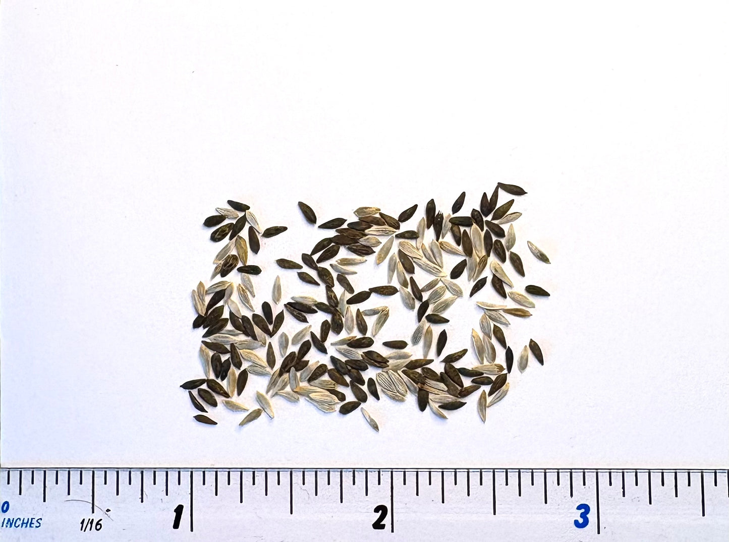 Lettuce Mixed Seeds - Baby Leaf Salad Leaves