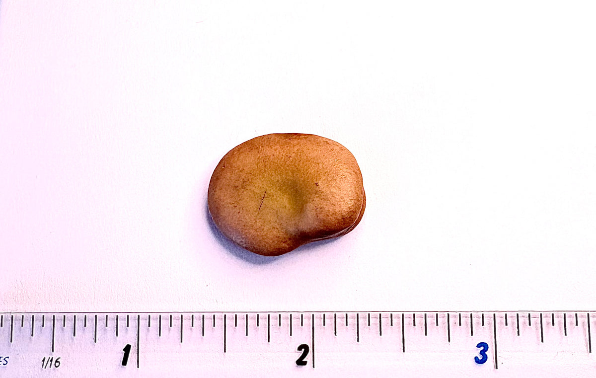Broad Bean Aquadulce Claudia Seeds