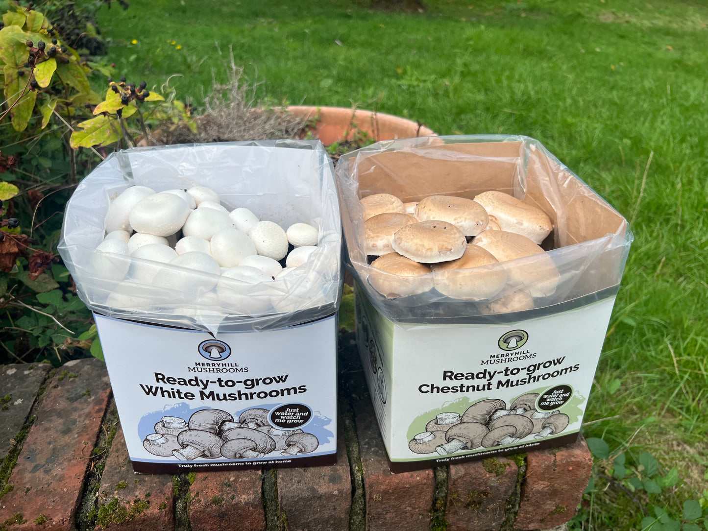 Reduced - White Mushroom Growing Kit by Merryhill