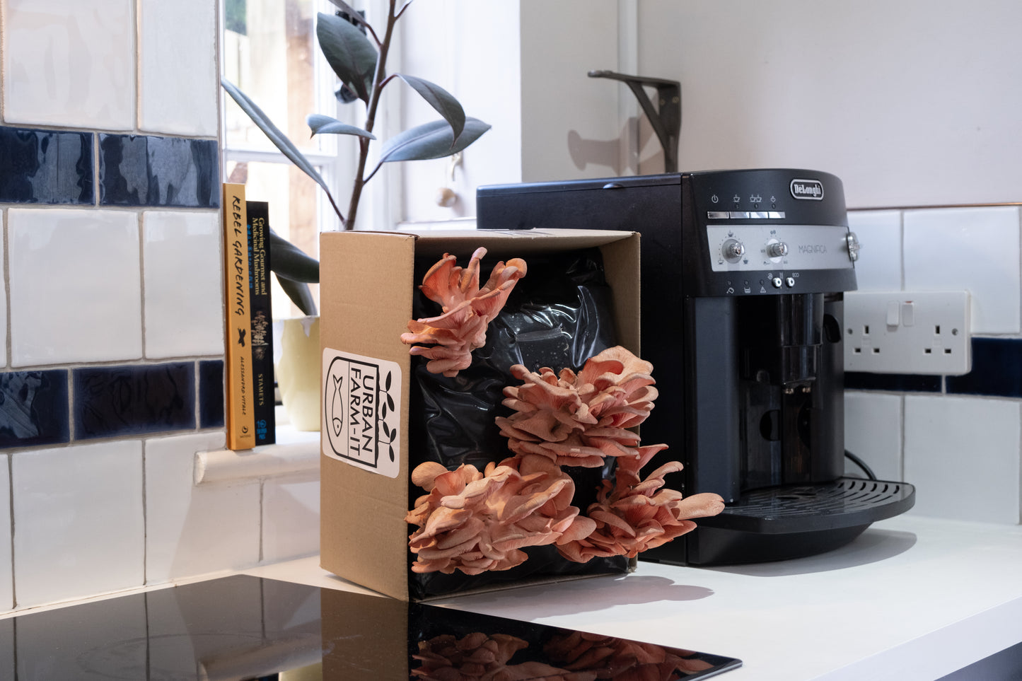 Mushroom Pink Oyster Growing Kit