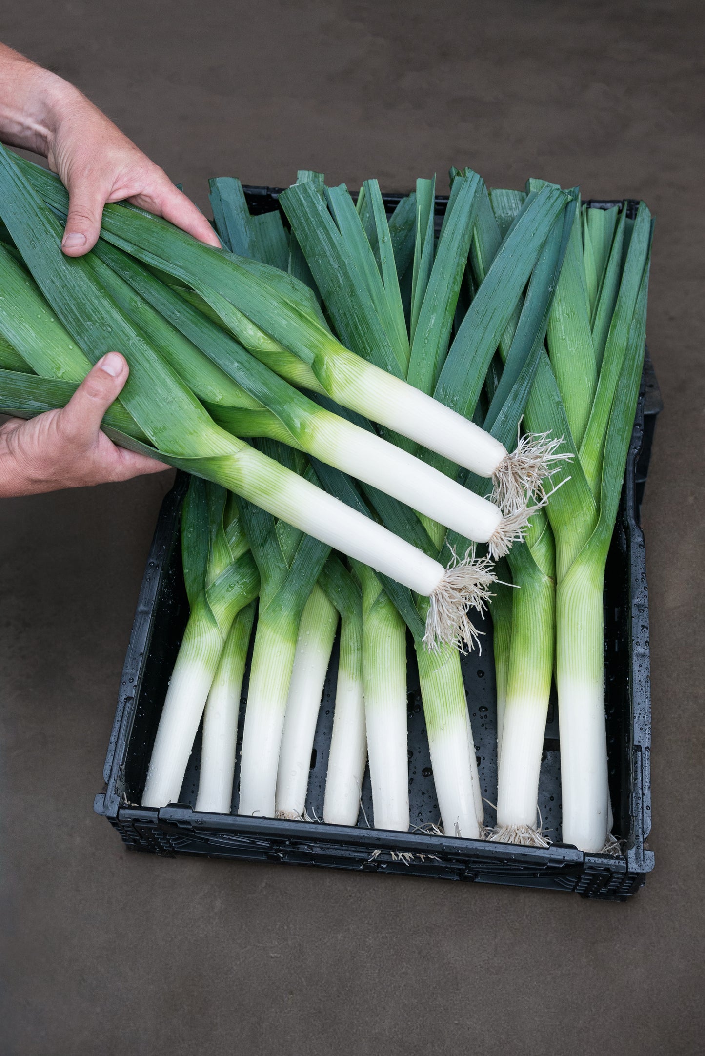 Leek Rally F1 Hybrid Seeds