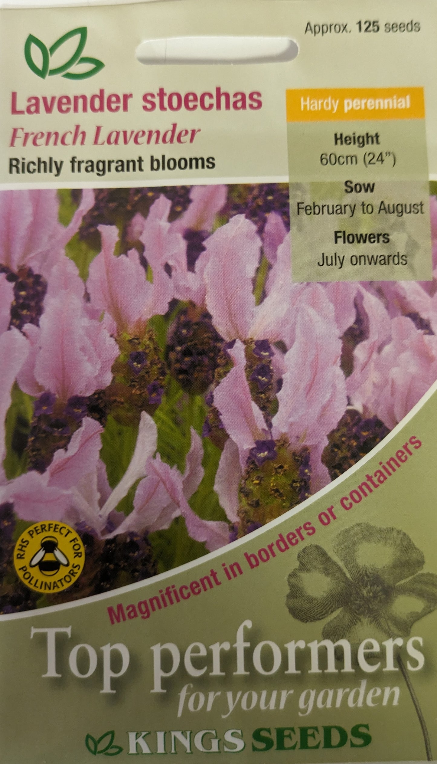 Kings Seeds Lavender Stoechas French Lavender 125 Seed