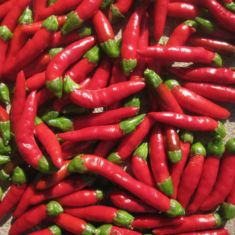 Chilli Pepper Demon Red Seeds - Extremely Hot Compact Variety (173,000 SHU)